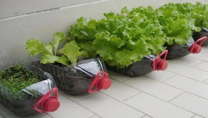 container-plants
