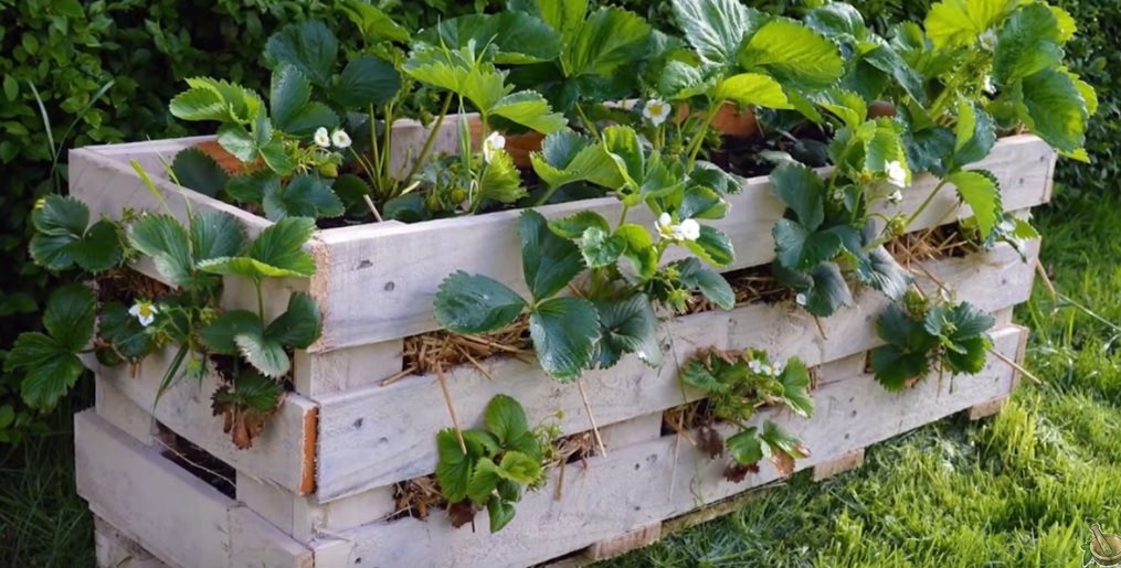 strawberries